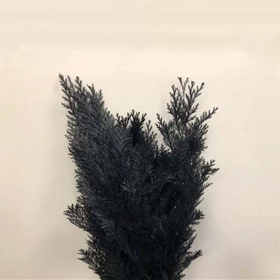 Chamaecyparis Painted Black - 50 Stem Bunch