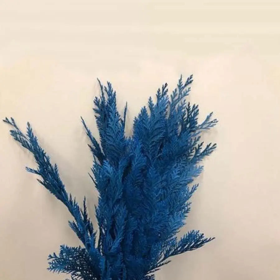 Chamaecyparis Painted Blue - 50 Stem Bunch