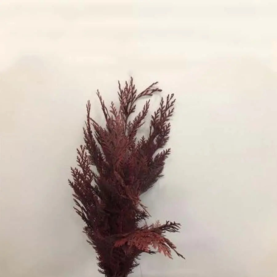 Chamaecyparis Painted Burgundy - 50 Stem Bunch