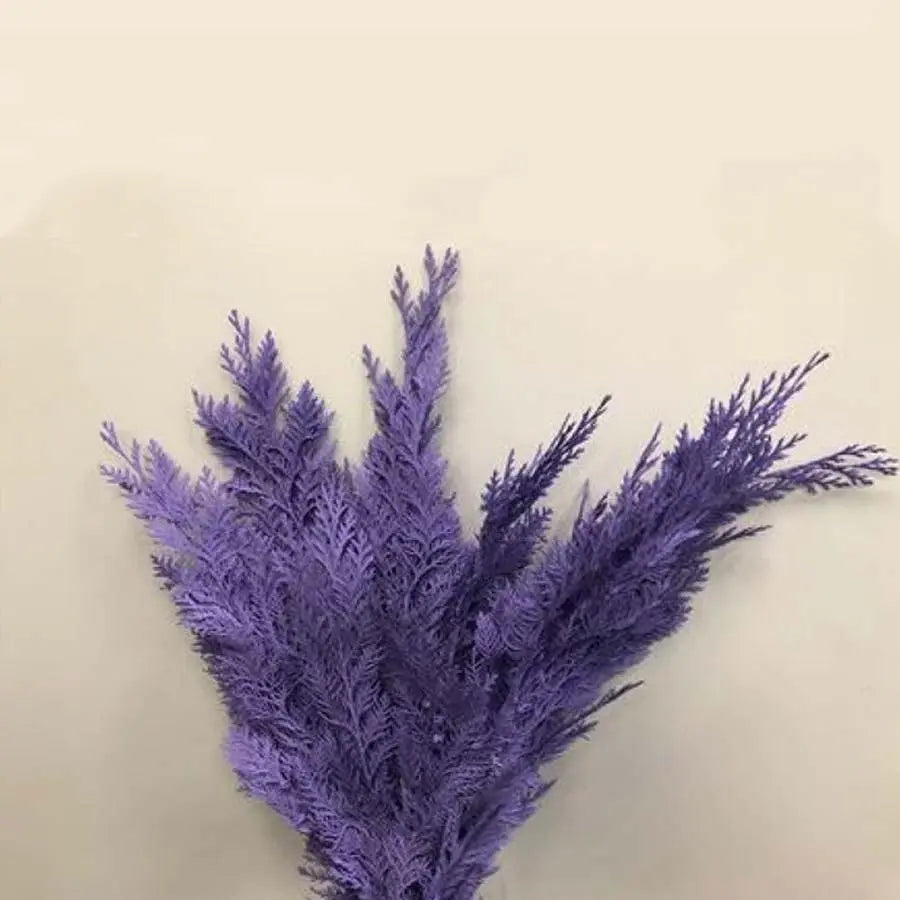 Chamaecyparis Painted Dark Lavender - 50 Stem Bunch