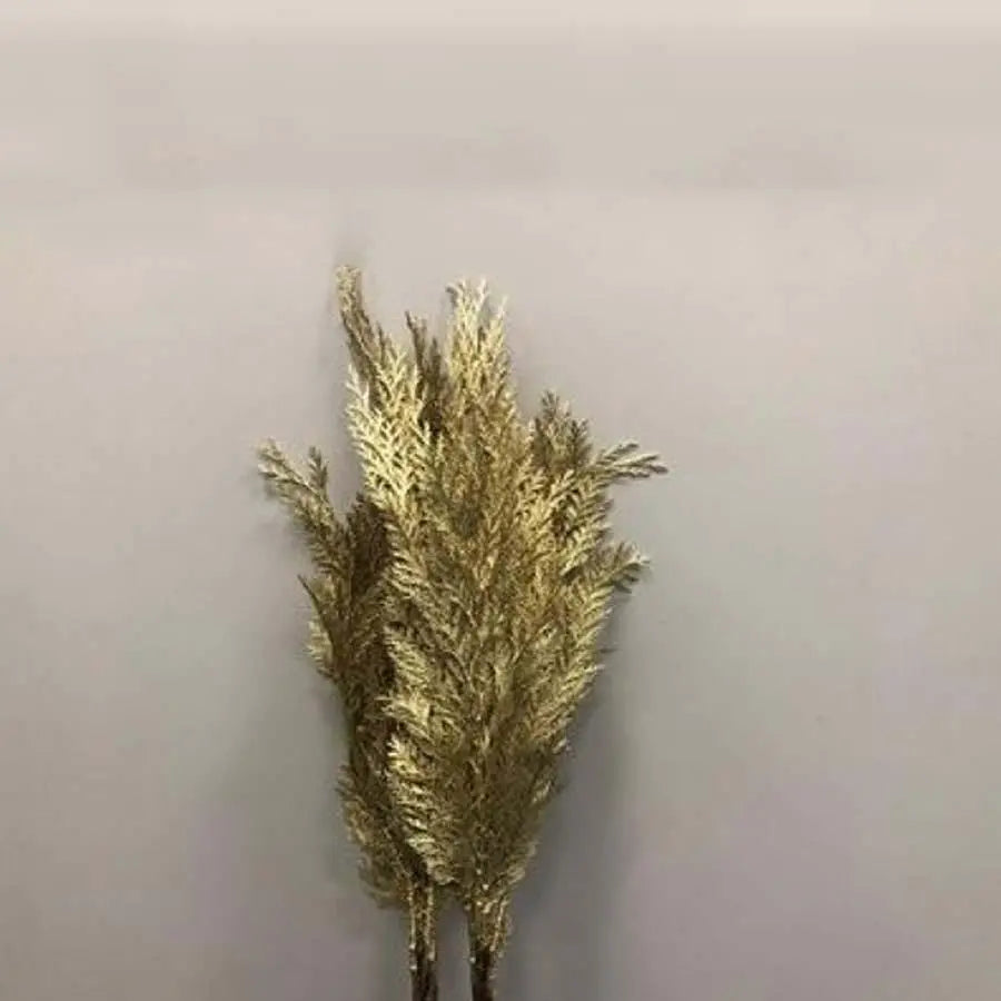 Chamaecyparis Painted Gold - 50 Stem Bunch