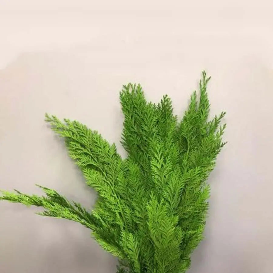 Chamaecyparis Painted Green - 50 Stem Bunch
