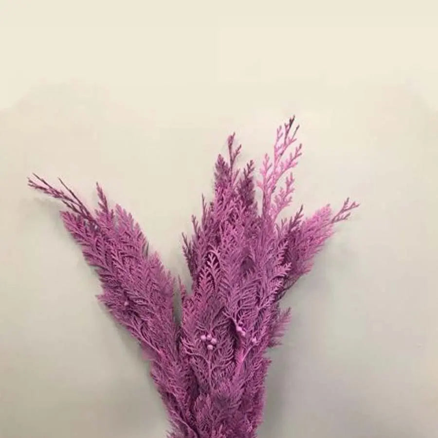 Chamaecyparis Painted Hot Pink - 50 Stem Bunch