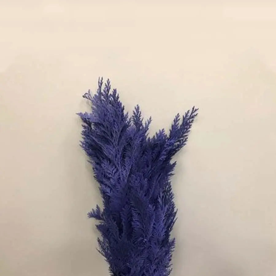 Chamaecyparis Painted Lavender - 50 Stem Bunch