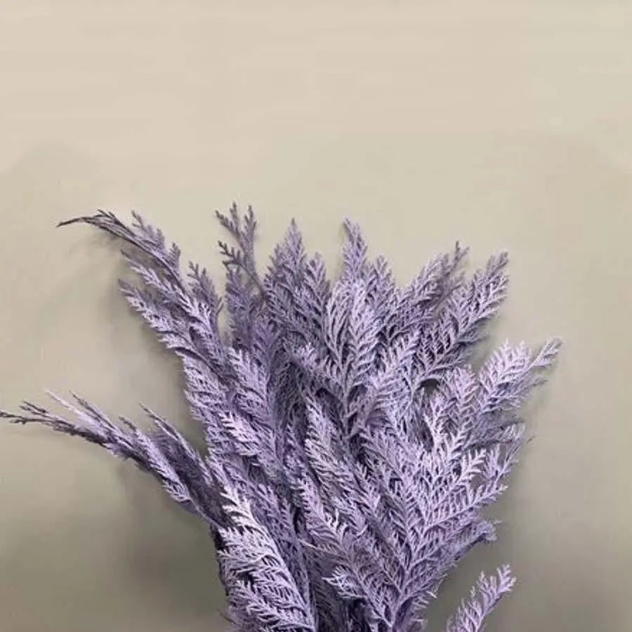 Chamaecyparis Painted Light Lavender - 50 Stem Bunch