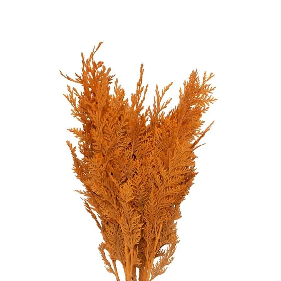 Chamaecyparis Painted Orange - 50 Stem Bunch