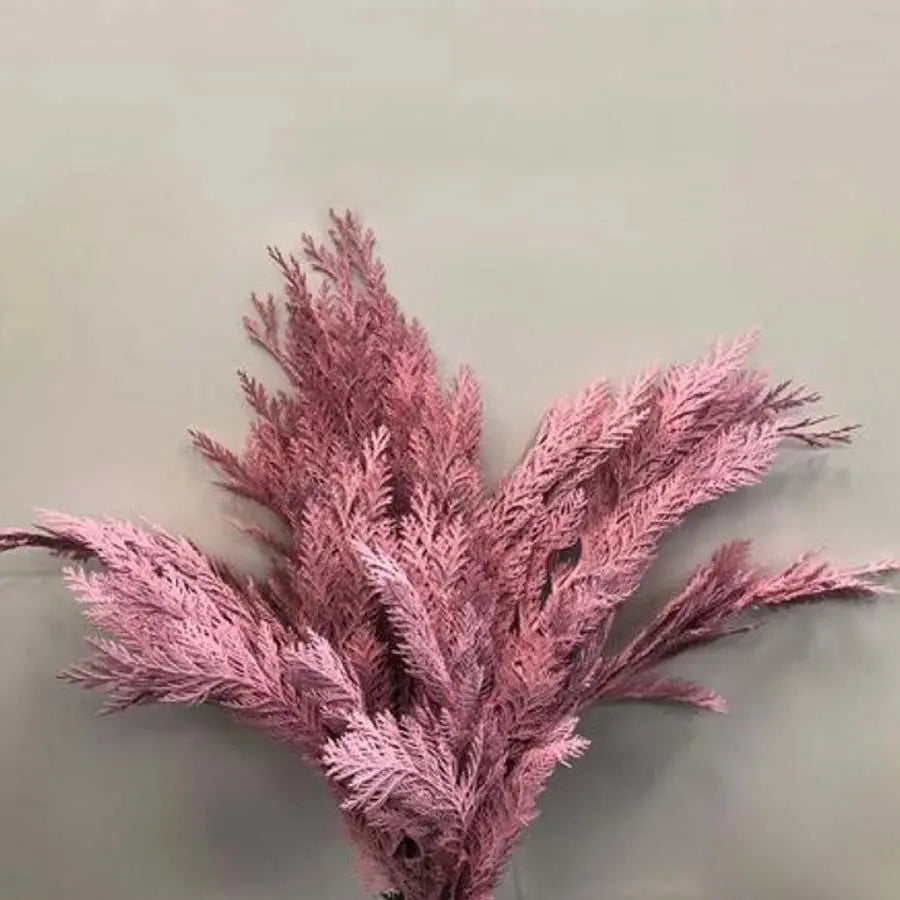 Chamaecyparis Painted Pink - 50 Stem Bunch