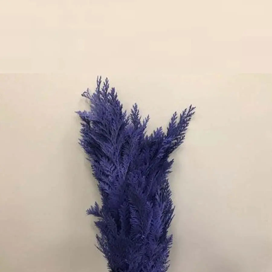 Chamaecyparis Painted Purple - 50 Stem Bunch