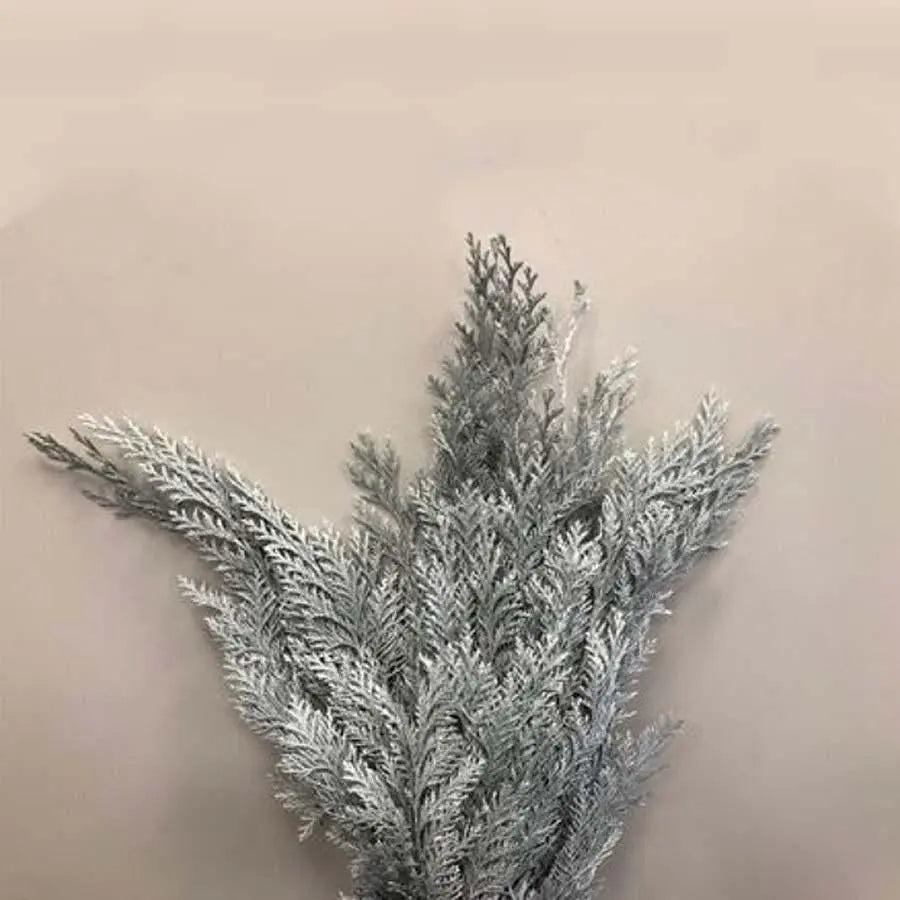 Chamaecyparis Painted White - 50 Stem Bunch