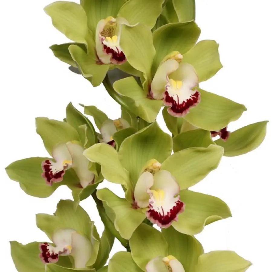 Cymbidium Alice Anderson - 6 Stem Bunch Holex Dutch