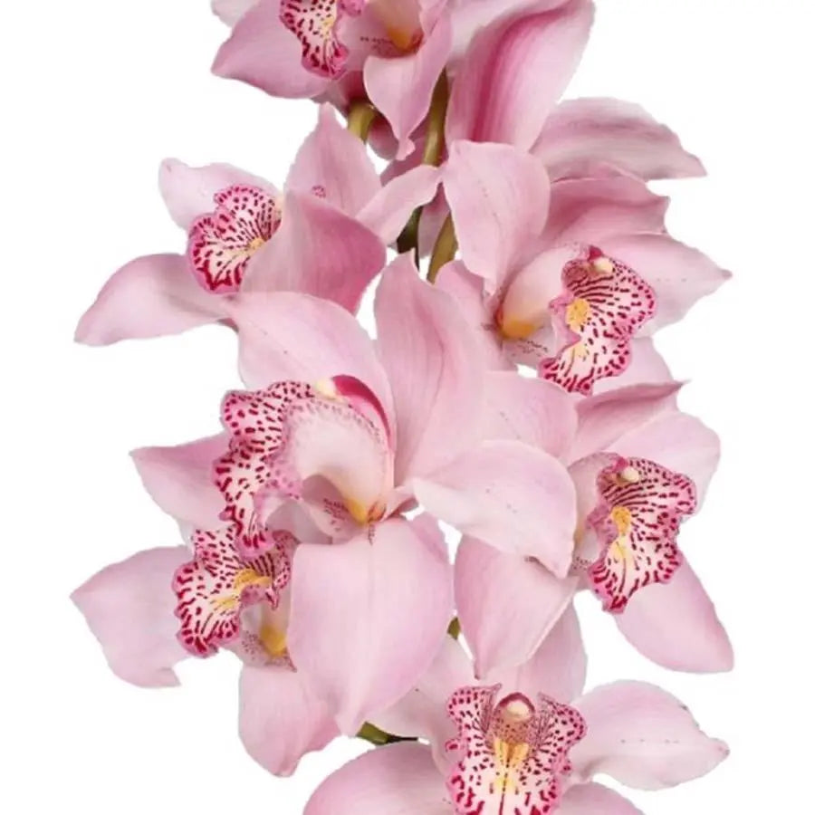 Cymbidium Candy King  - 6 Stem Bunch Holex Dutch