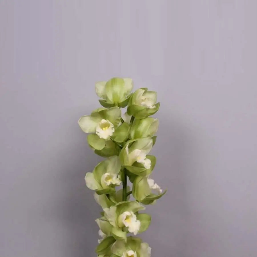 Cymbidium Dino Talos - 6 Stem Bunch Holex Dutch