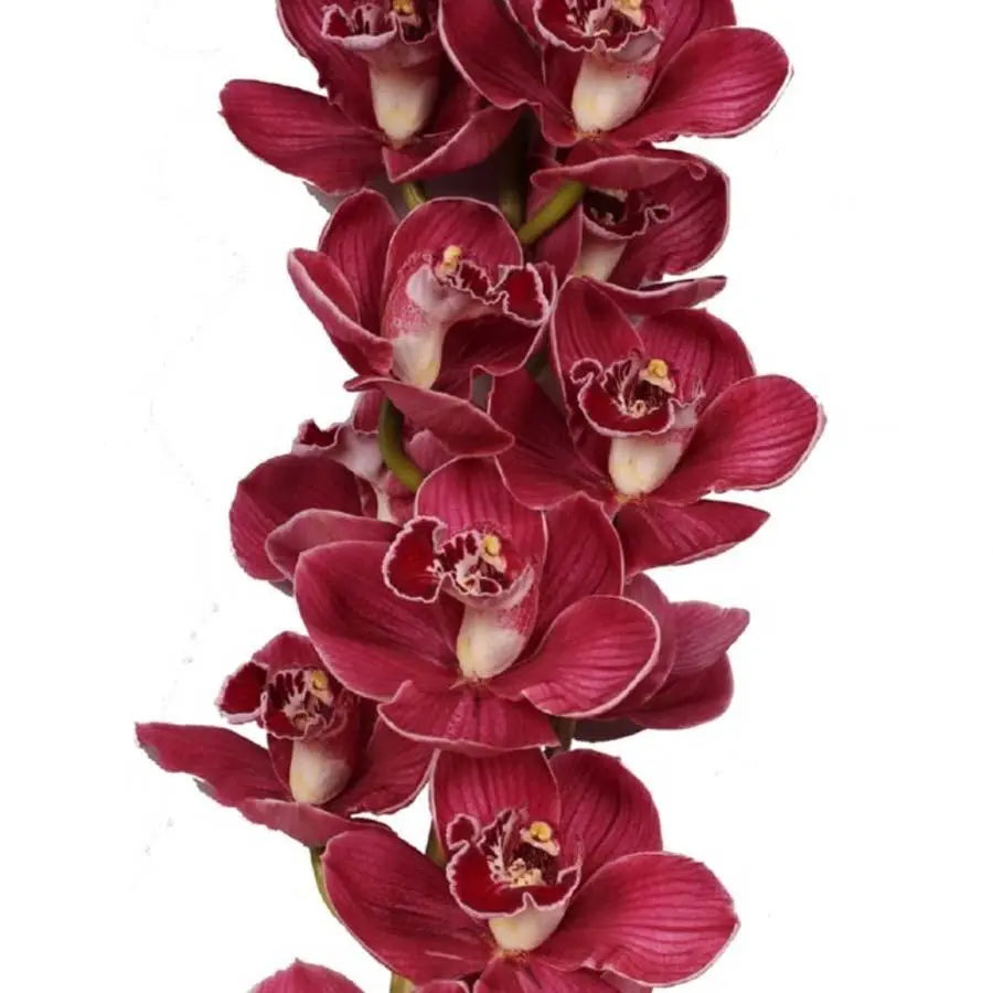 Cymbidium Hades - 6 Stem Bunch Holex Dutch