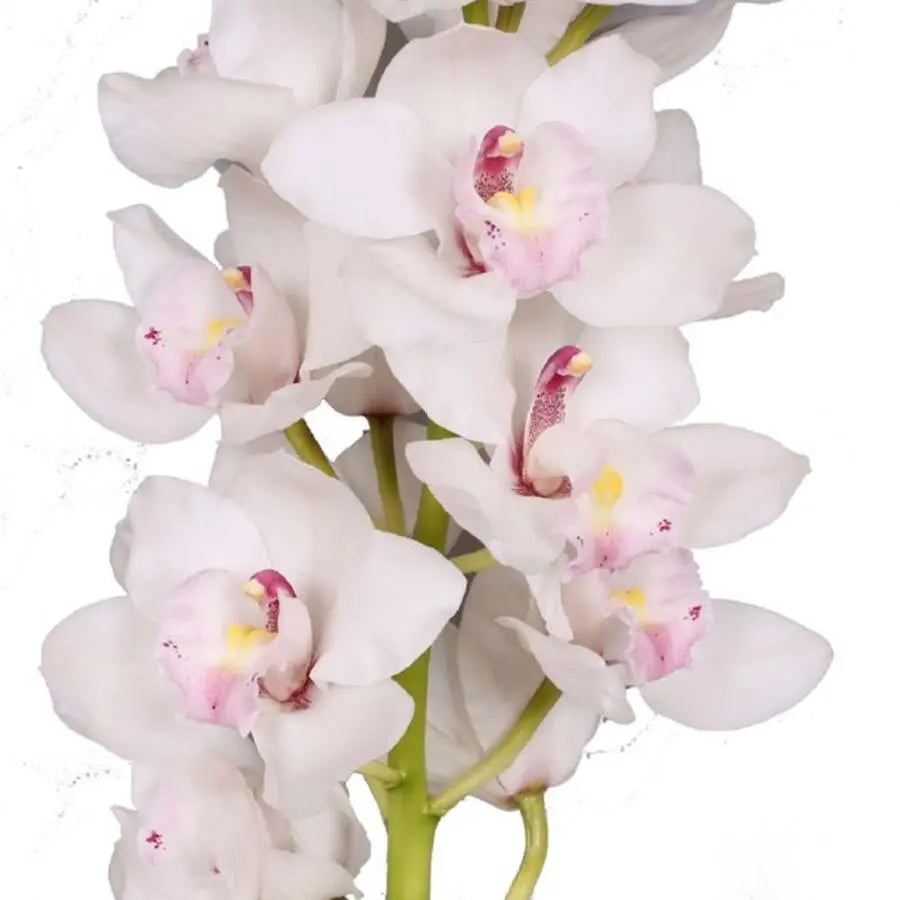 Cymbidium Jungfrau Dos Pueblos - 6 Stem Bunch Holex Dutch