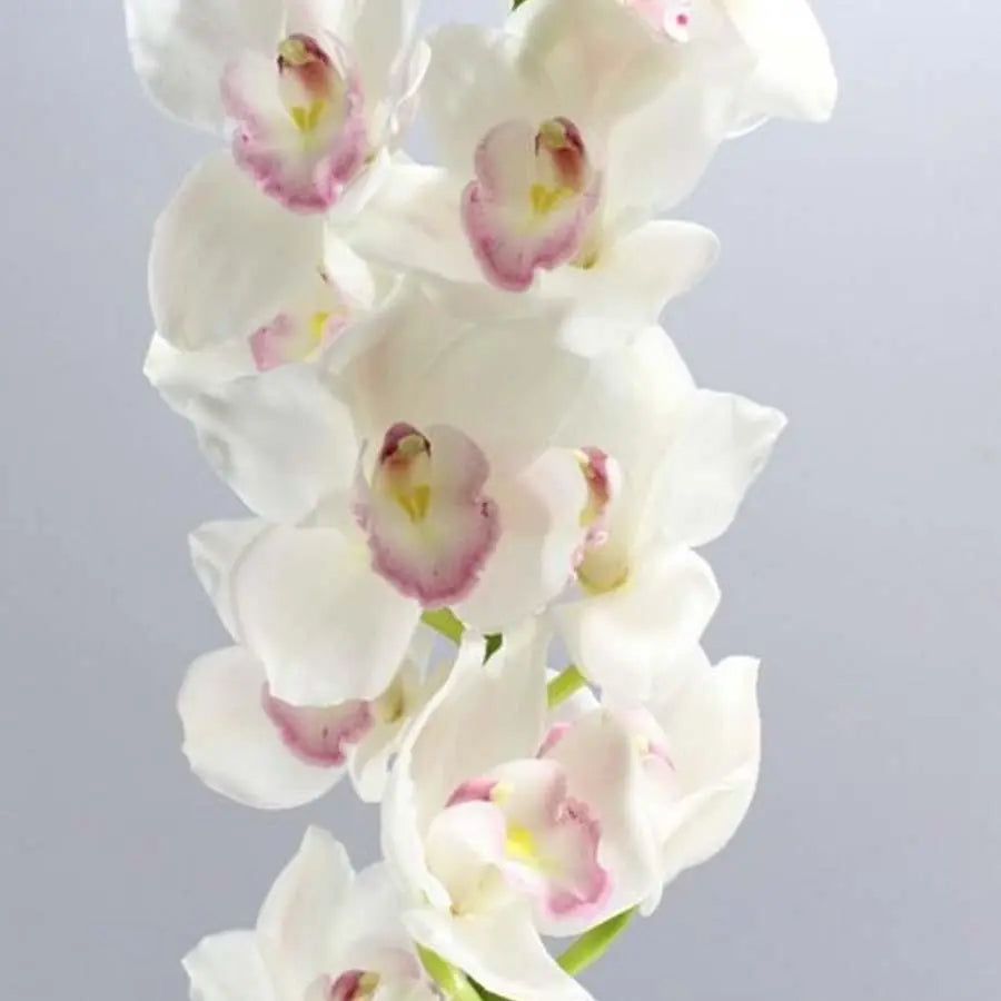 Cymbidium Kilimanjaro - 6 Stem Bunch Holex Dutch