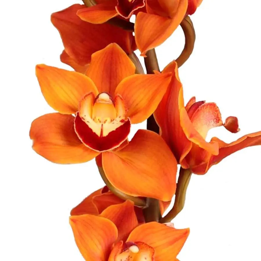 Cymbidium Manon - 6 Stem Bunch Holex Dutch