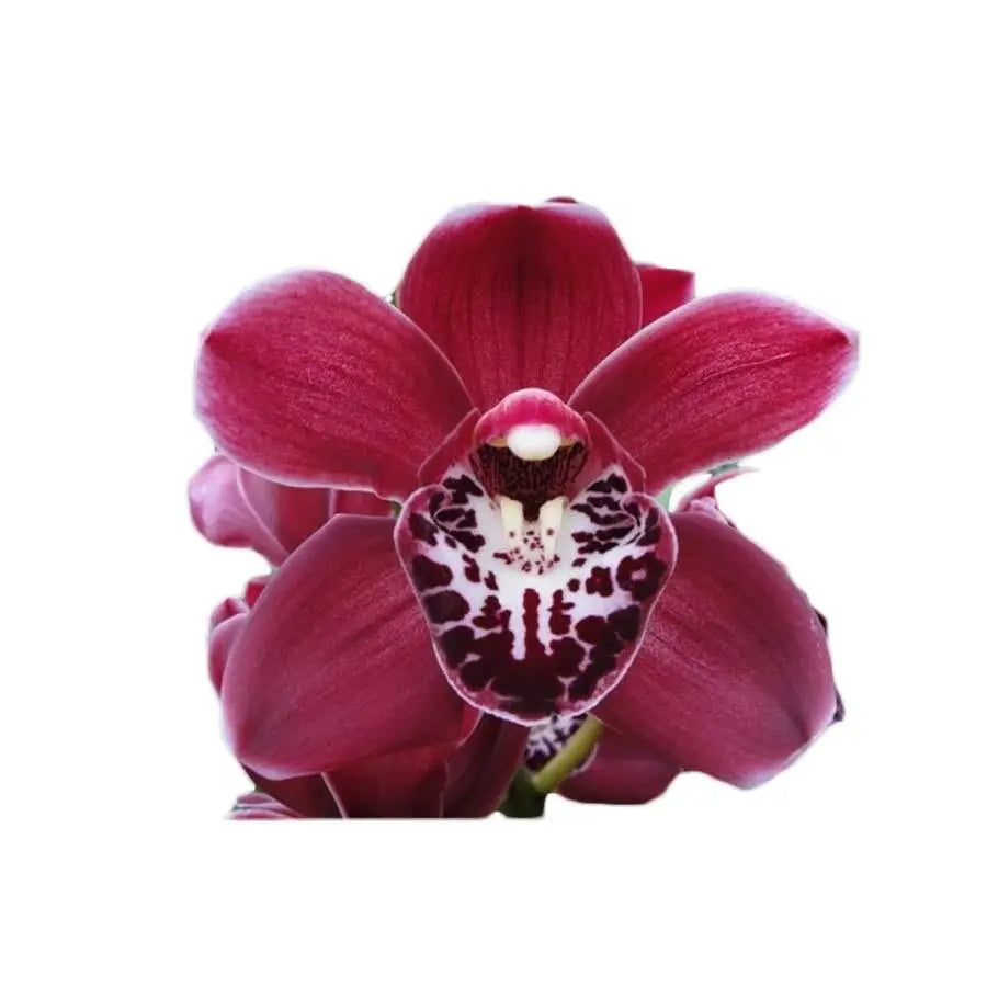 Cymbidium Mini Howard Red - 5 Stem Bunch Holex Dutch