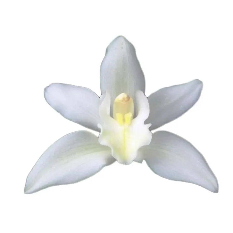 Cymbidium Mini Klazina De Wit - 5 Stem Bunch Holex Dutch