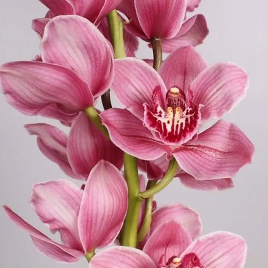 Cymbidium Monica - 6 Stem Bunch Holex Dutch