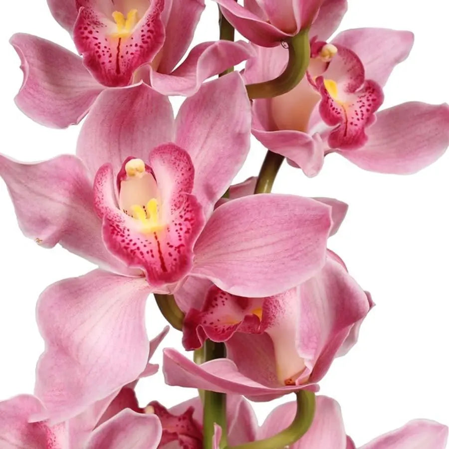 Cymbidium Ruby Pink - 6 Stem Bunch Holex Dutch