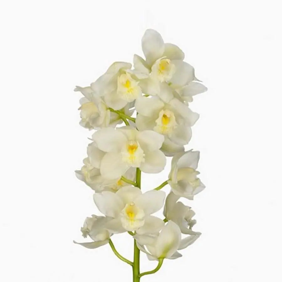 Cymbidium Super Nova  - 6 Stem Bunch Holex Dutch