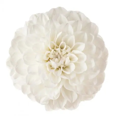 Dahlia White