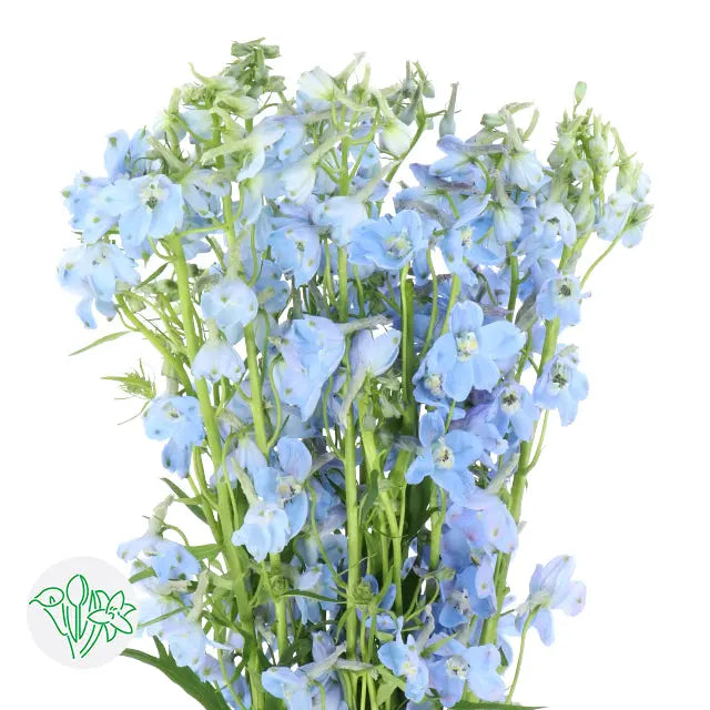 light blue delphinium