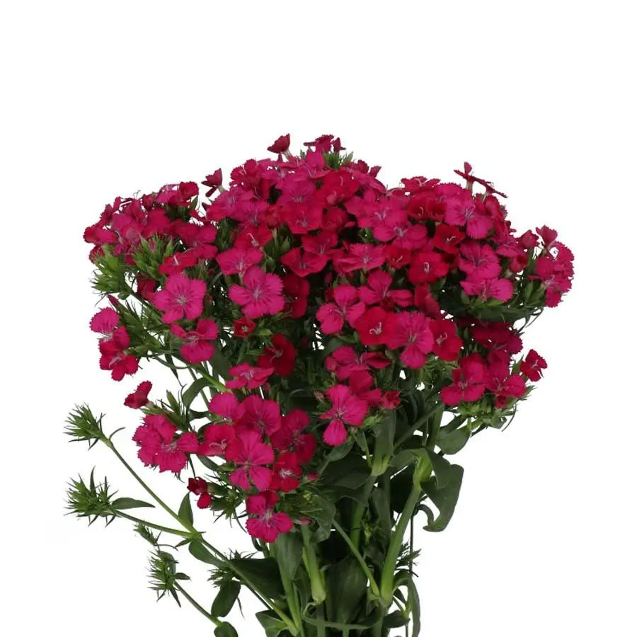 Dianthus Barbatus Amazon Neon Cherry - 50 Stem Bunch Holex Dutch