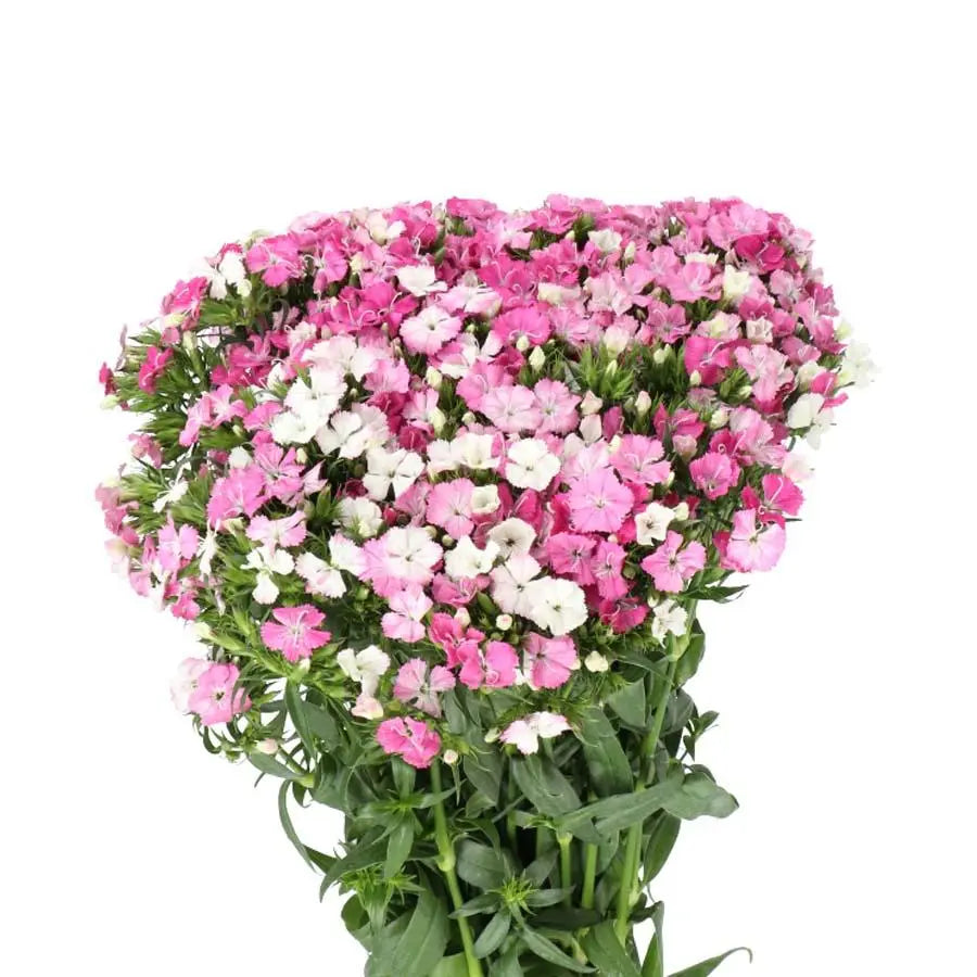 Dianthus Barbatus Amazon Pink Magic - 50 Stem Bunch Holex Dutch