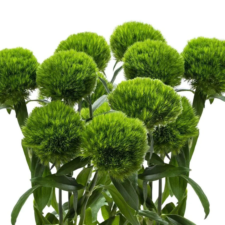 Dianthus Barbatus Green Wicky - 40 Stems Holex Dutch