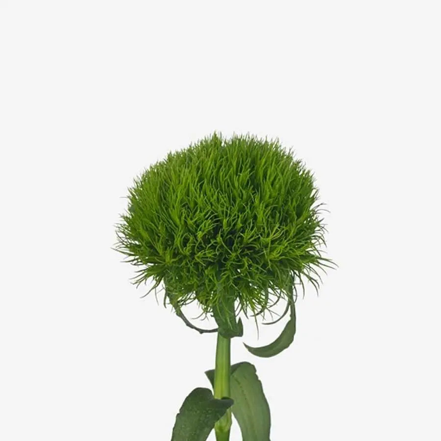 Dianthus Barbatus Lady In Green 60 Stem Bunch PetalDriven