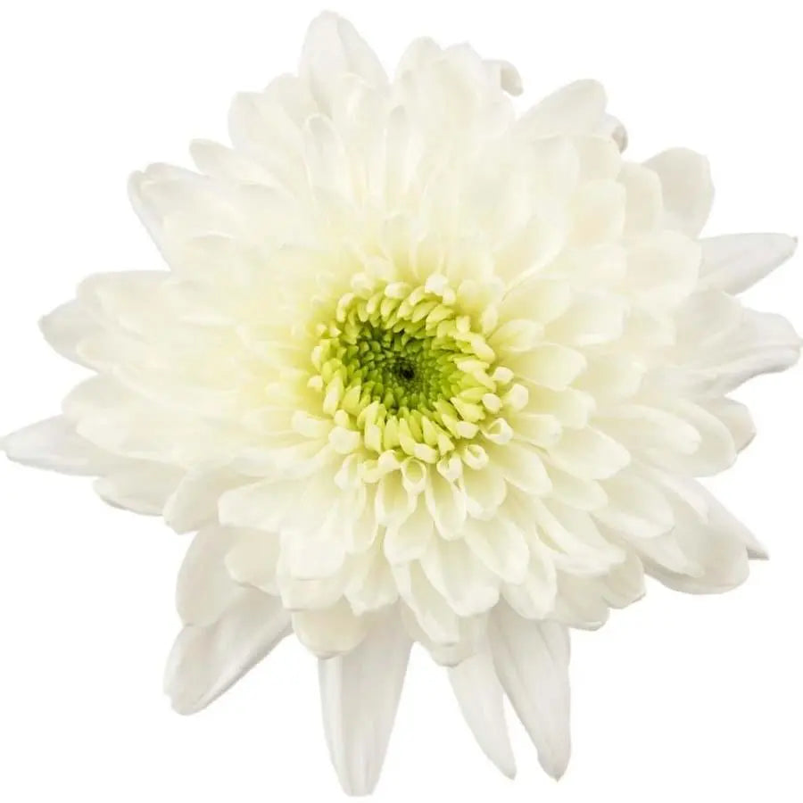 Disbud Cremon Artic Queen - 80 Stem Bunch