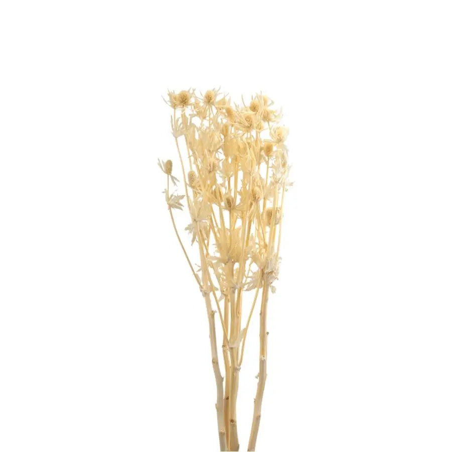 Dried Eryngium Bleached - 100 Stems