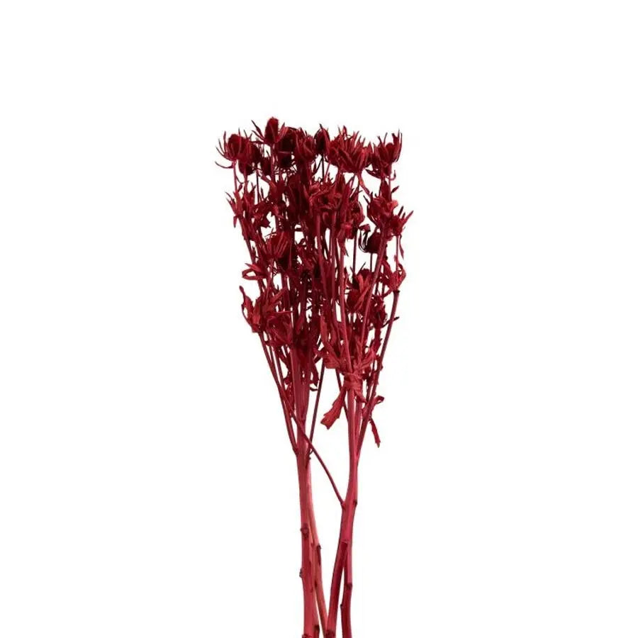 Dried Eryngium Bleached Red - 100 Stems