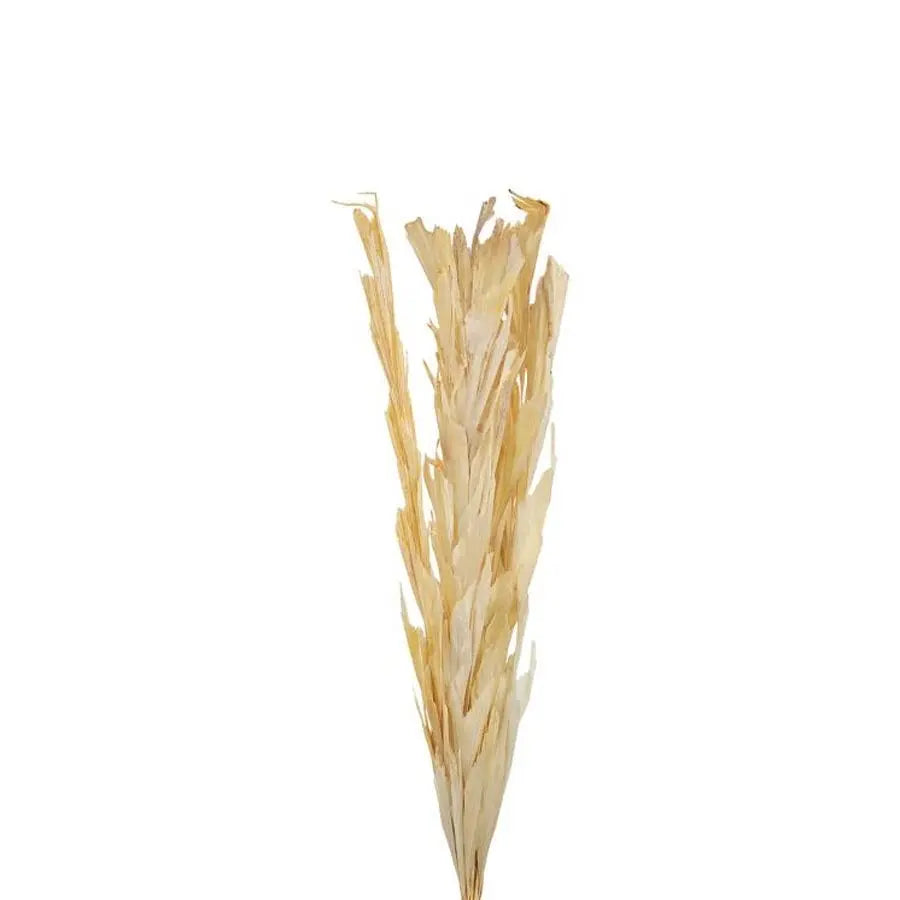 Dried Fishtail Bleached - 40 Stems
