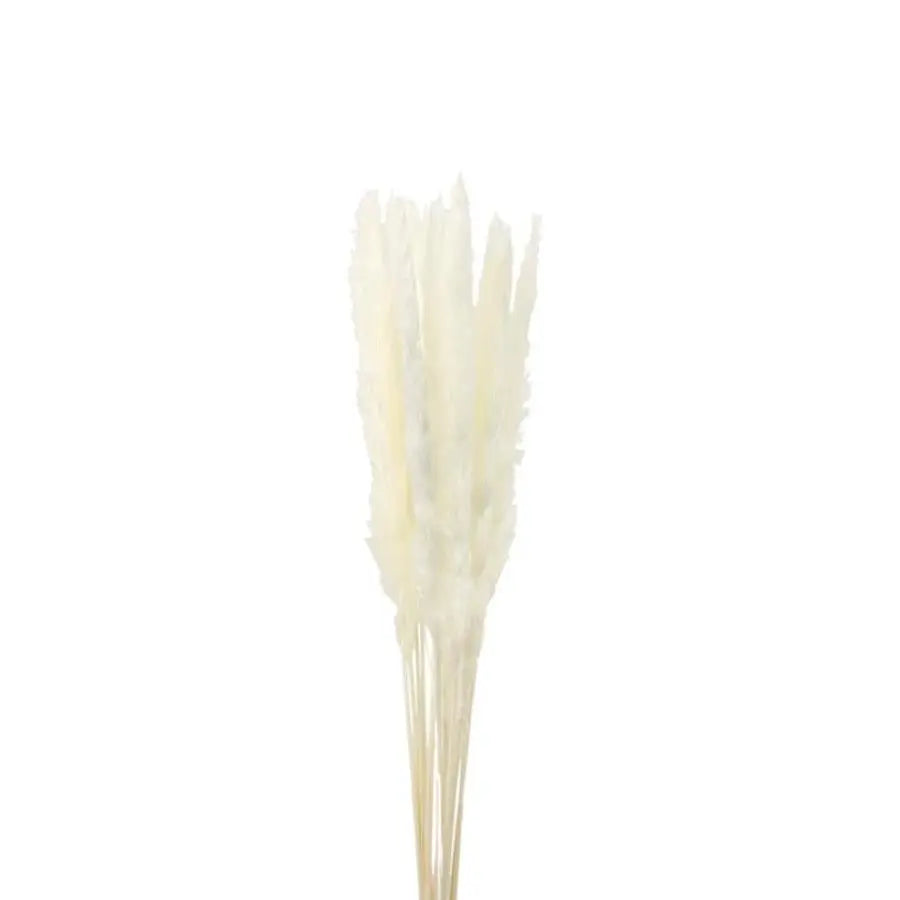 Dried Fluffy Reed Bleached - 40 Bunches