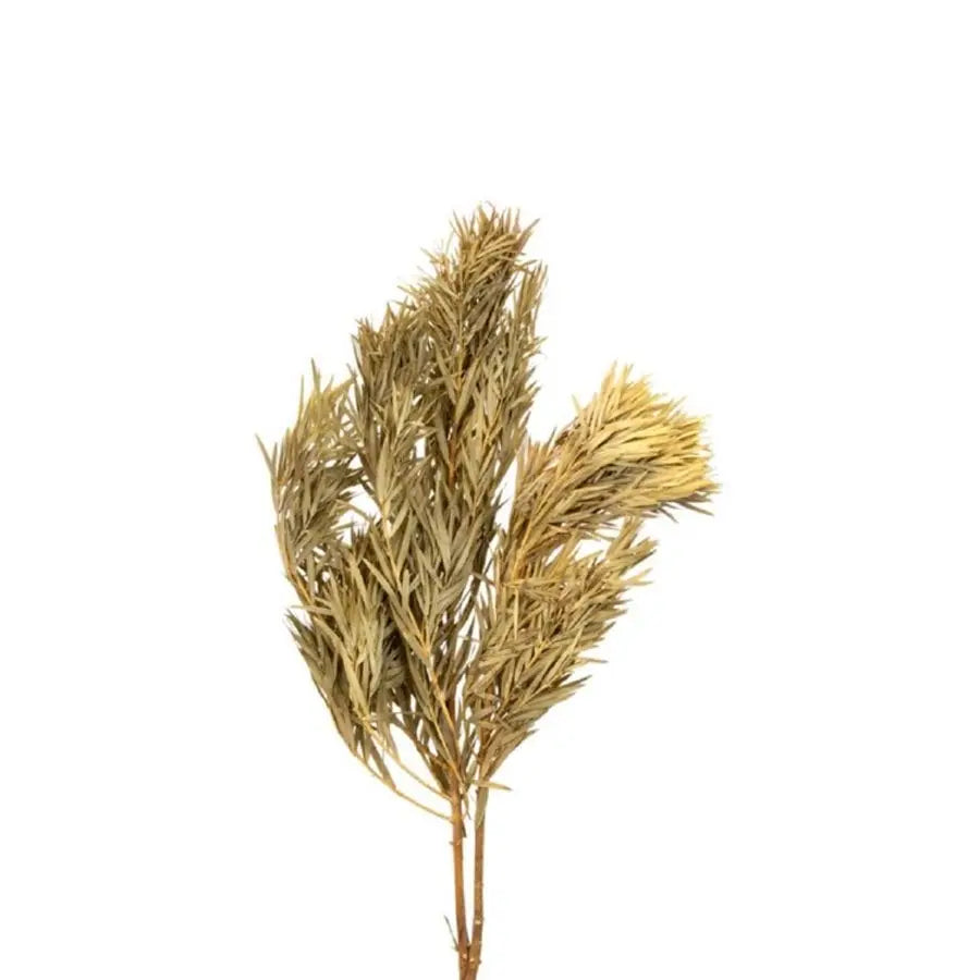 Dried Podocarpus Bleached - 20 Stems