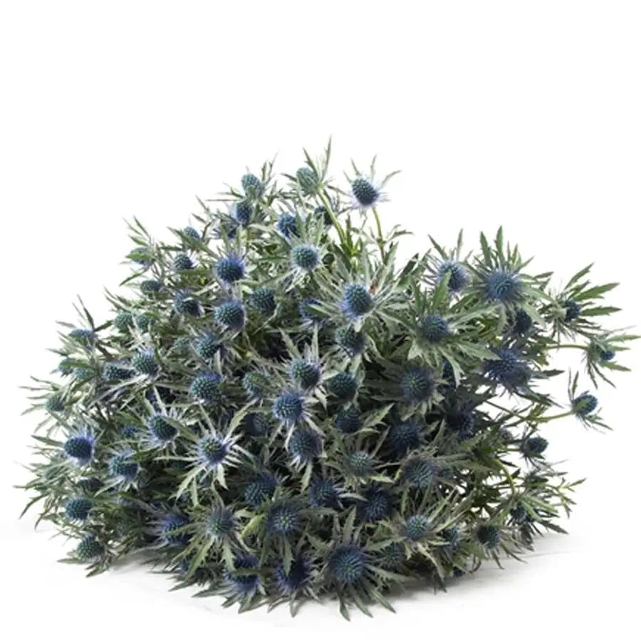 Eryngium Orion (Thistle) - 30 Stem Bunch Holex Dutch