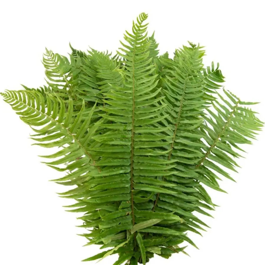 Flat Fern - 25 Bunches