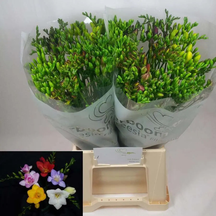 Freesia Mixed - 50 Stem Bunch