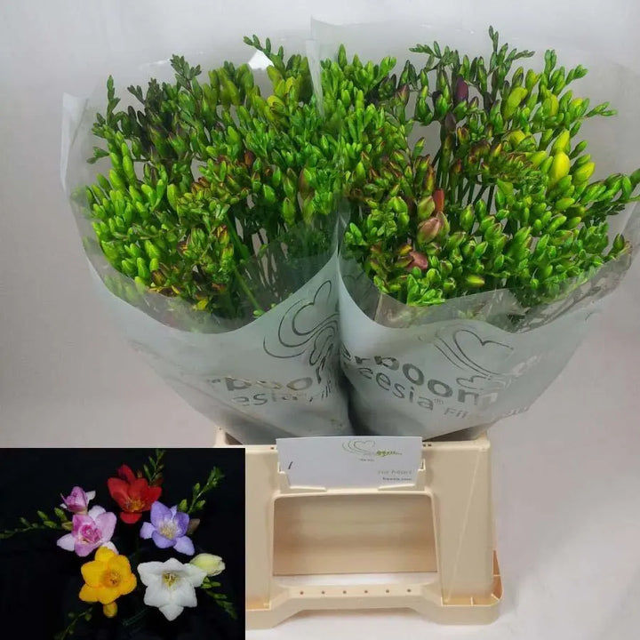 Freesia Mixed - 50 Stem Bunch
