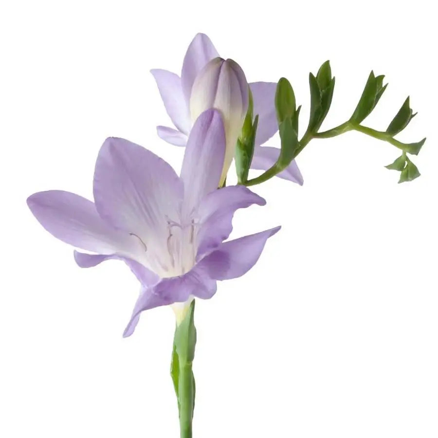 Freesia - Purple - 50 Stem Bunch