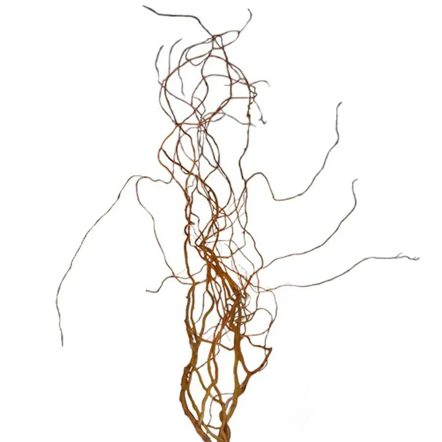 Fresh Curly Willow - 100 Branches