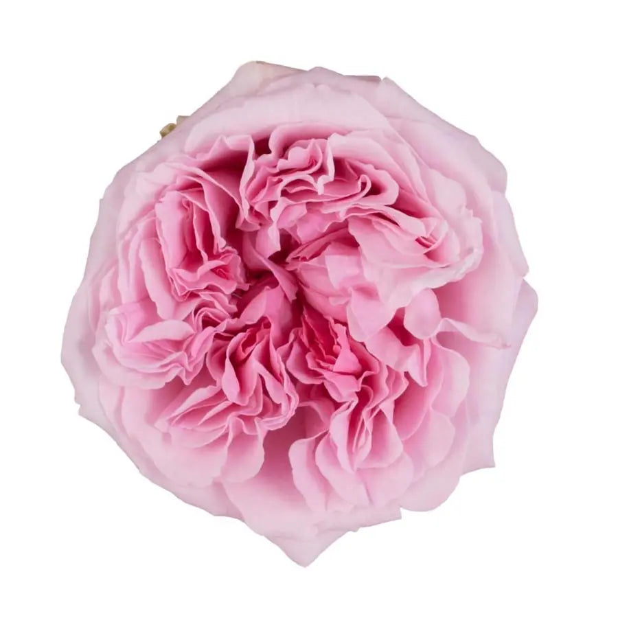 Garden Rose Miranda (David Austin) 48 Stem Bunch - PetalDriven