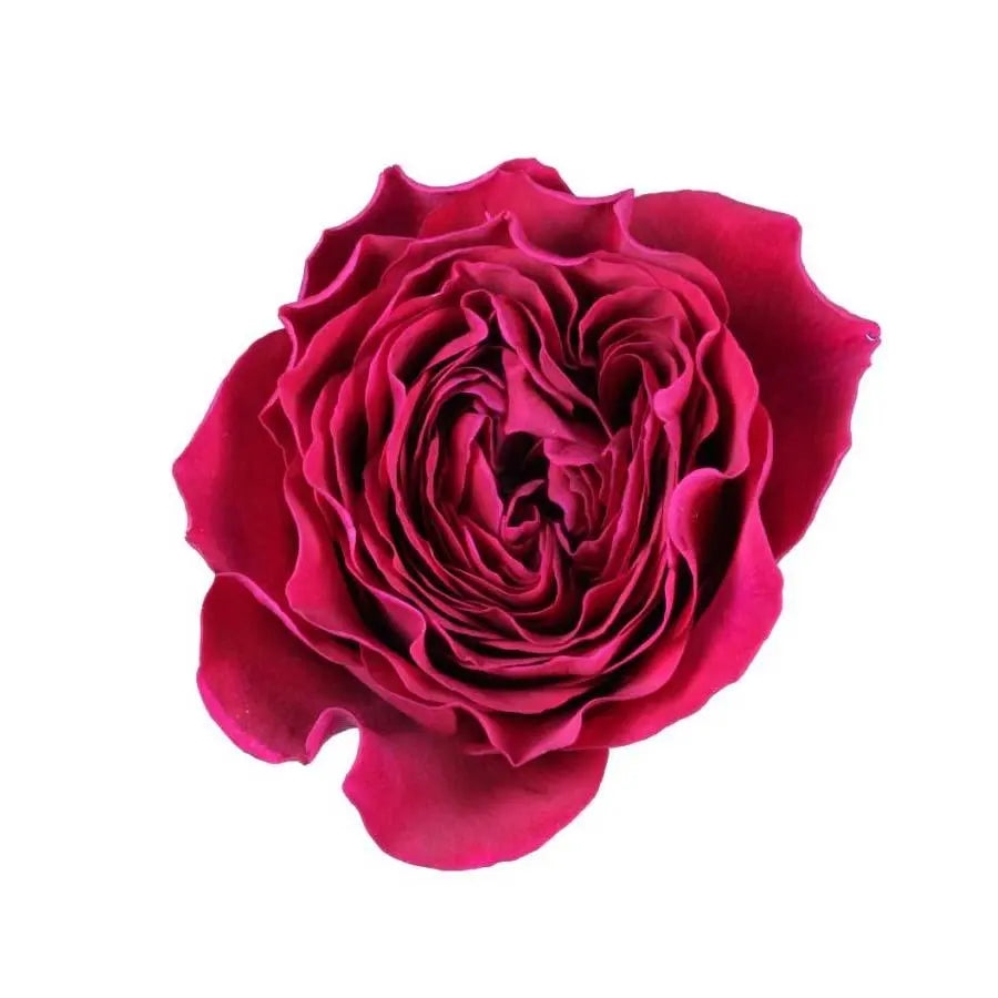 Garden Rose Darcey - 48 Stem Bunch