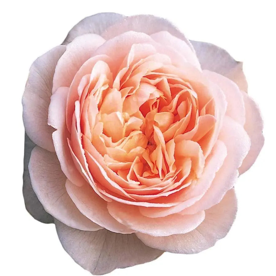 Garden Rose Juliet (David Austin) – PetalDriven