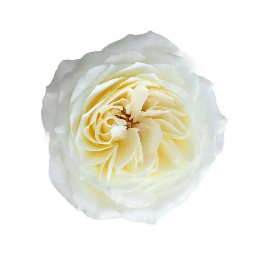 Garden Rose Leonora - 48 Stem Bunch