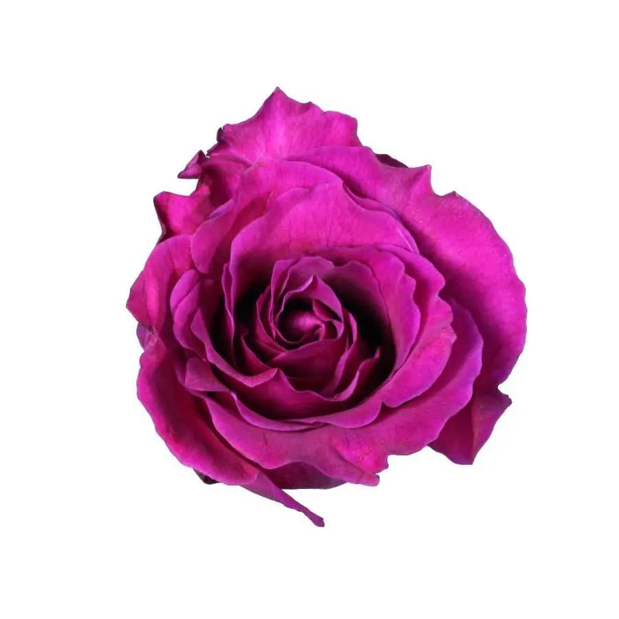 Garden Rose Mamy Blue - 48 Stem Bunch