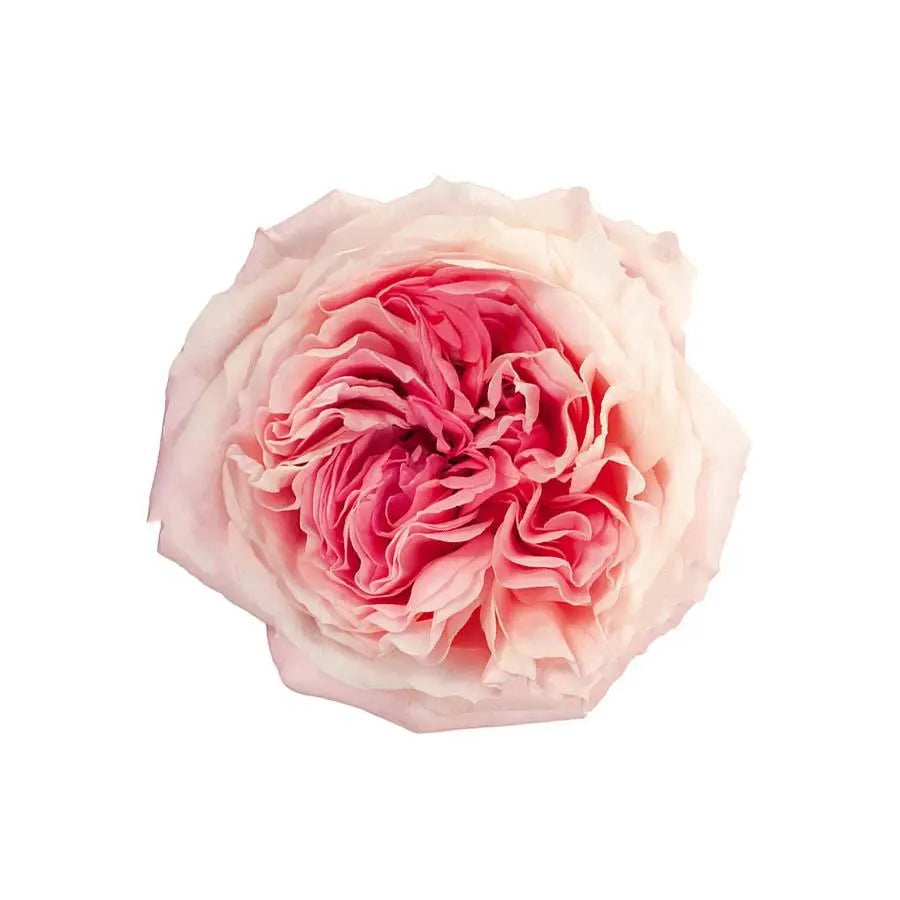 Garden Rose Mayra Bridal Pink - 48 Stem Bunch