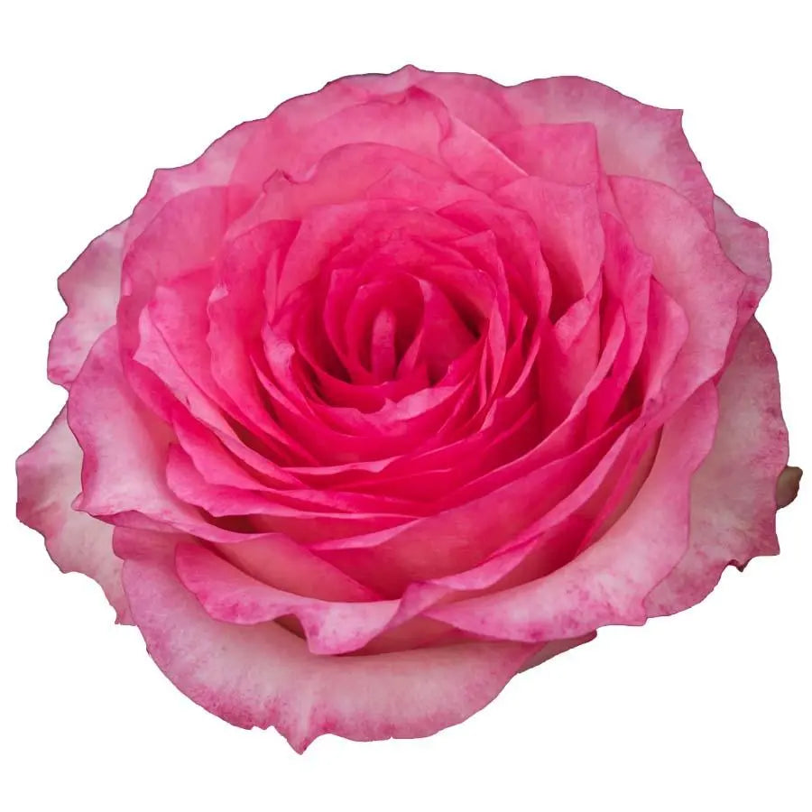 Garden Rose Mayra Fantasy - 48 Stem Bunch